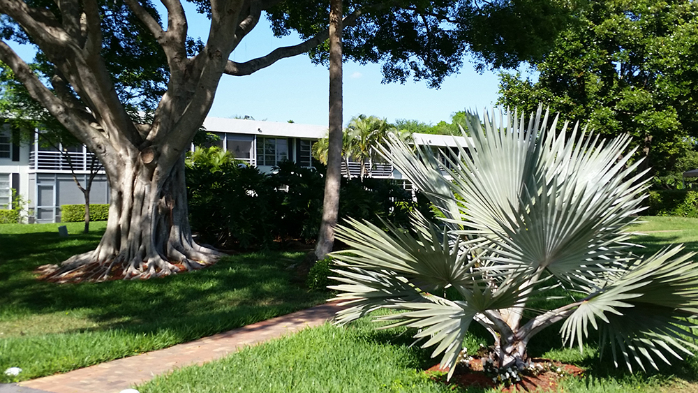 Beautiful Trees.jpg